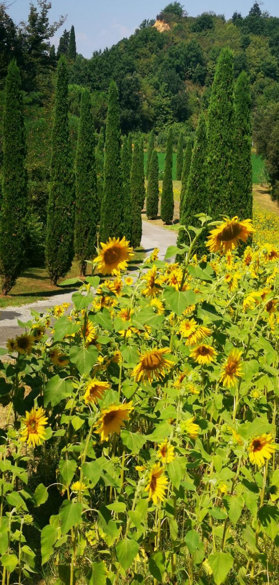Agriturismo Cascina Cipressa San Romano  Esterno foto