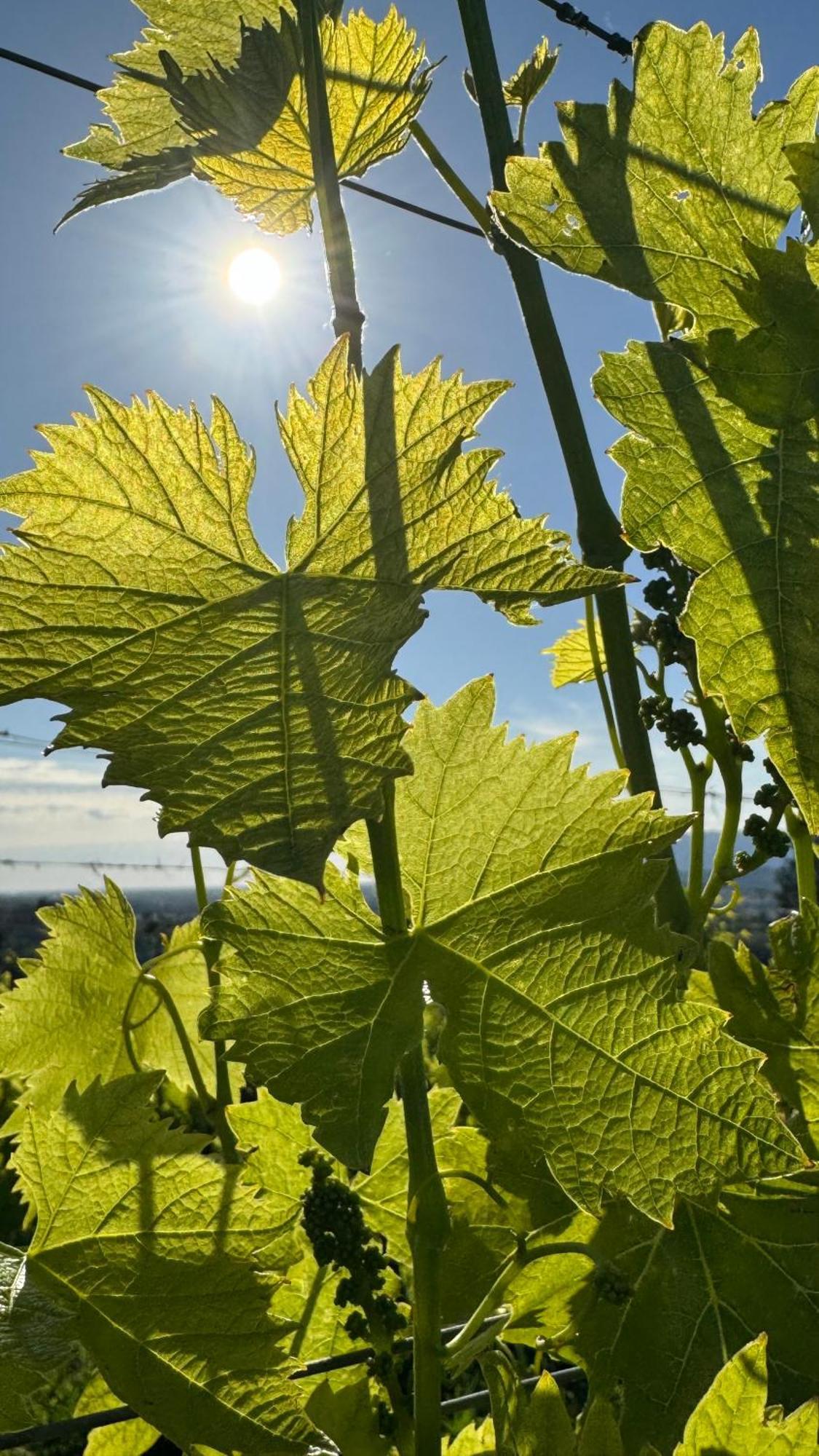Agriturismo Cascina Cipressa San Romano  Esterno foto
