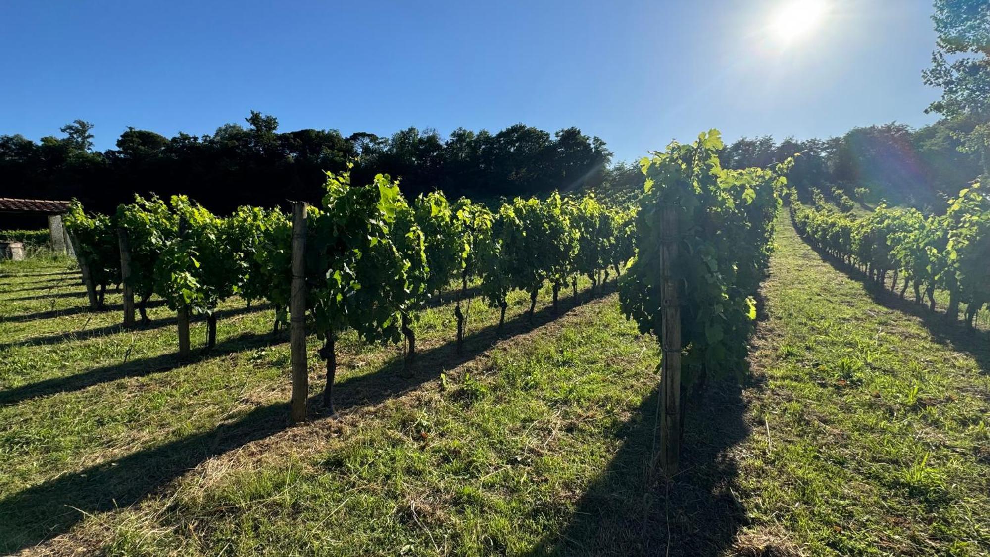 Agriturismo Cascina Cipressa San Romano  Esterno foto
